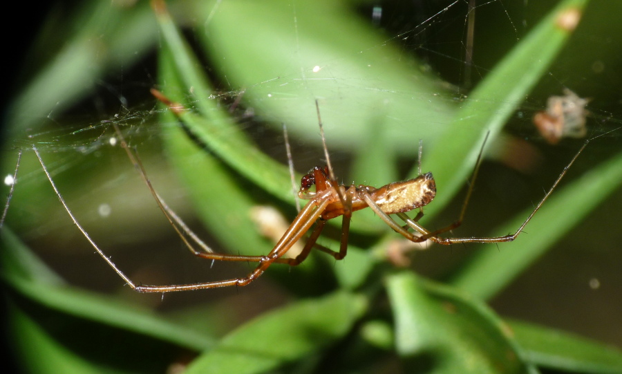 Linyphiidae